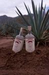 The Dirty Sanchez Blanco 0 (750)